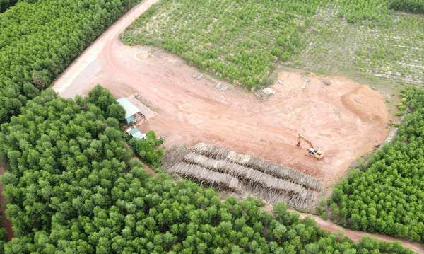 Các điểm thu mua gỗ rừng trồng trái phép chưa được xử lý dứt điểm