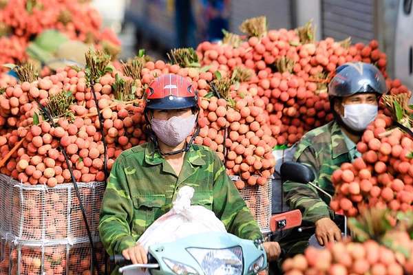 Vướng hàng rào kiểm dịch, quả vải tươi, nhãn tươi của Việt Nam chưa vào được thị trường Đài Loan