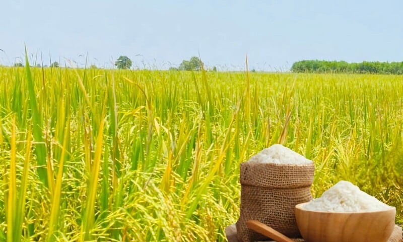 Giá lúa gạo hôm nay ngày 11/3/2026: Gạo xuất khẩu OM 5451 tiếp đà tăng