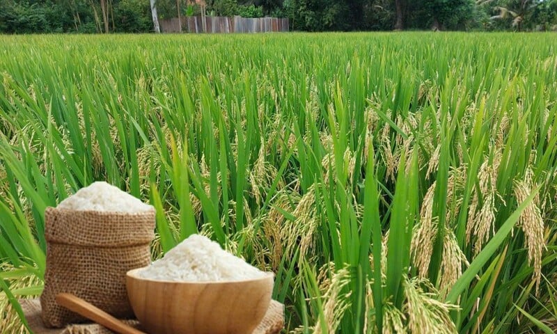 Giá lúa gạo hôm nay ngày 25/1 và tuần qua: Giá gạo đi ngang