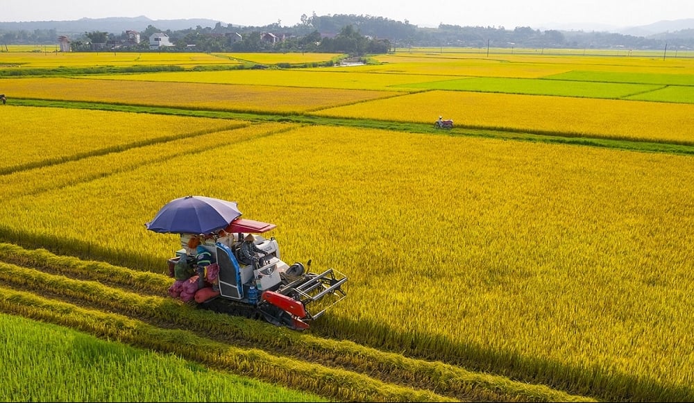 Tín dụng nông nghiệp, nông thôn góp phần thúc đẩy Đề án 1 triệu héc-ta lúa chất lượng cao vượt xa mục tiêu đề ra, mở đường cho nông nghiệp xanh