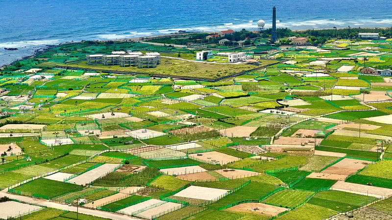 Quảng Ngãi: Tìm đầu ra cho tỏi Lý Sơn