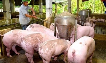 Giá heo hơi hôm nay 15/9/2025: Duy trì đà bình ổn