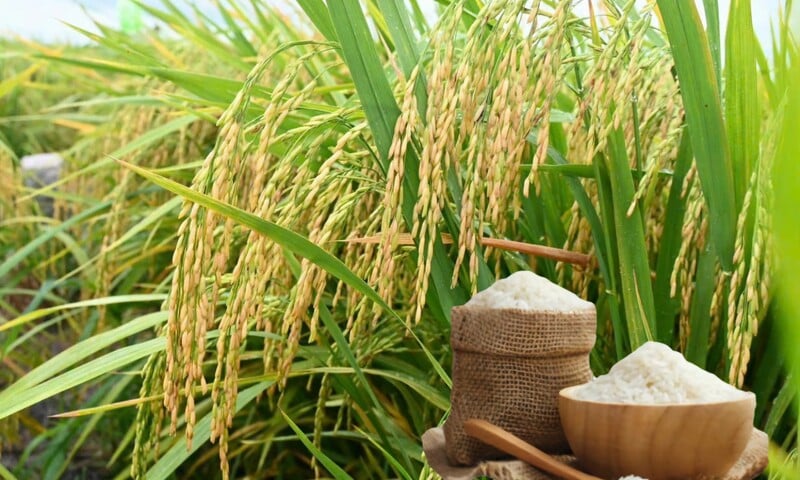 Giá lúa gạo hôm nay ngày 16/3/2026: Gạo châu Á chịu áp lực giảm giá