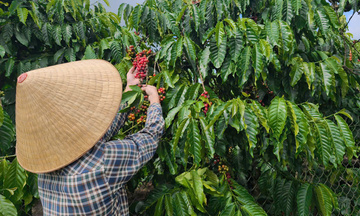 Giá cà phê hôm nay 11/12/2025: Tăng nhẹ 200 đồng