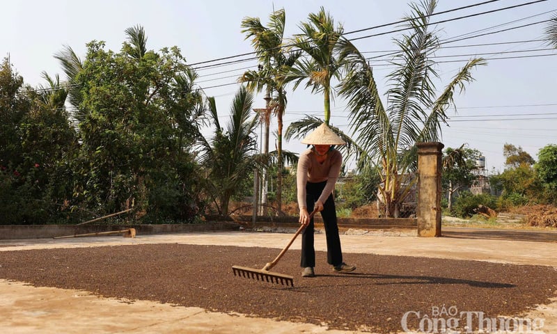 Giá tiêu hôm nay 9/9/2025: Nội địa duy trì quanh mức 151.000 đồng/kg