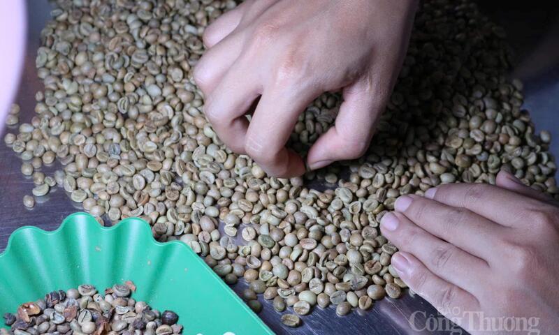 Giá cà phê hôm nay 17/4/2026: Tăng mạnh 1.200 đồng/kg