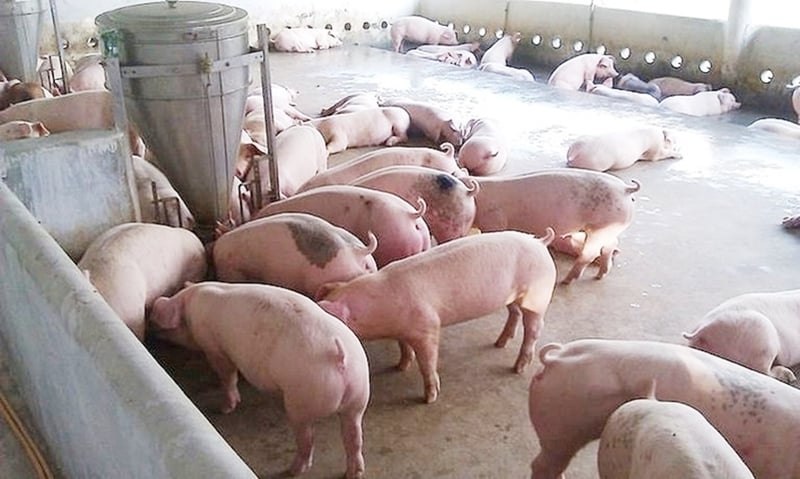 Giá heo hơi hôm nay 23/10/2025: Tăng nhẹ tại miền Trung và miền Nam