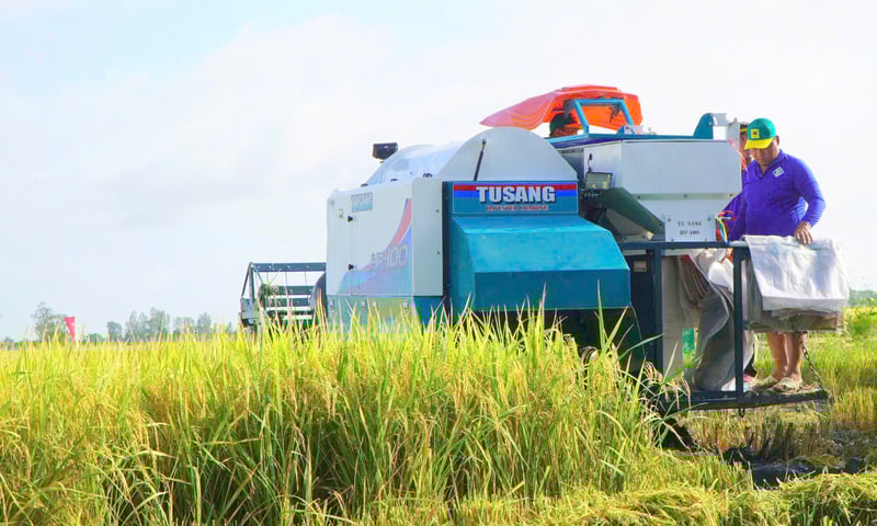 Giá lúa gạo hôm nay ngày 5/4, tuần qua: Tấm thơm giảm nhẹ