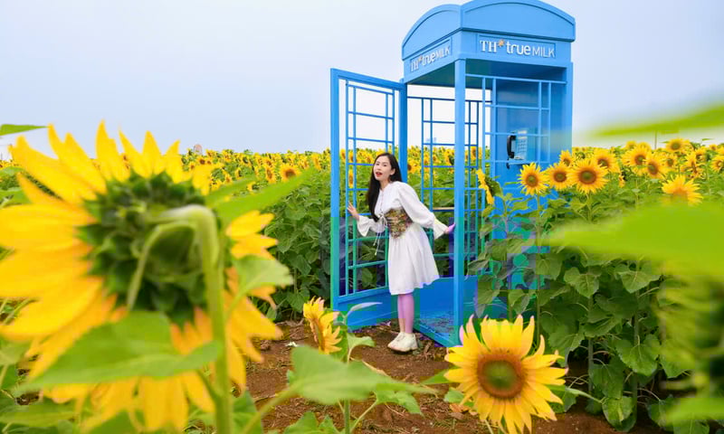 Đồi hoa hướng dương của TH true MILK nở rộ: Tham quan tự do từ ngày 16/12