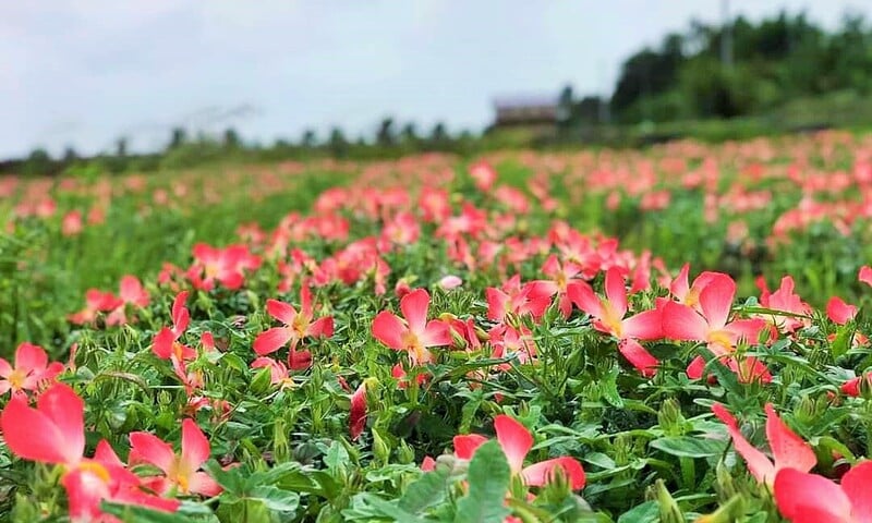 Hợp tác xã trẻ nâng tầm cây sâm Bố Chính