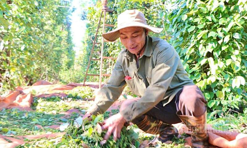 Giá tiêu hôm nay 9/5/2026: Lặng sóng chờ tín hiệu mới