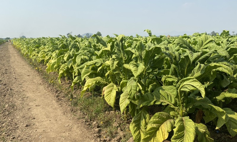 Bán đấu giá cổ phần của Vinataba tại Công ty Cổ phần Dalatbeco