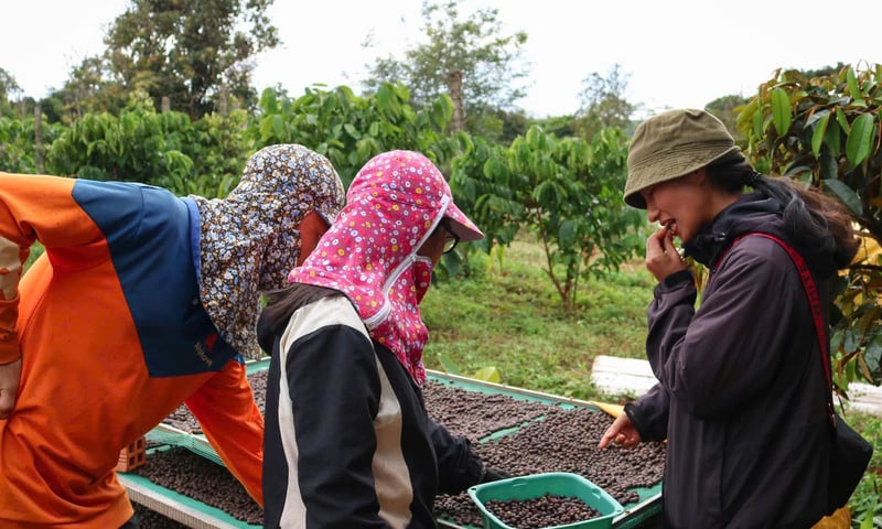 Giá cà phê hôm nay 31/3/2026: Tăng nhẹ 200 đồng/kg tại Lâm Đồng