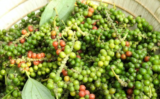 Giá tiêu hôm nay 16/1/2026: Quay đầu giảm