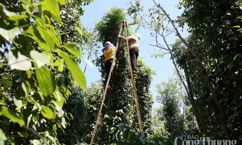 Giá tiêu hôm nay 25/4/2026: Dao động từ 138.000 - 142.000 đồng/kg