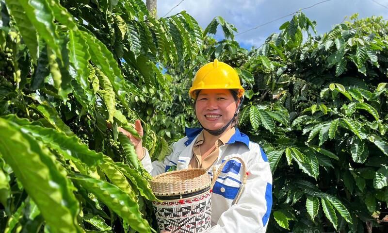 Giá cà phê hôm nay 16/5/2026: Rớt giá hơn 1.000 đồng/kg
