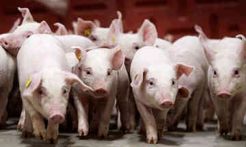 Giá heo hơi hôm nay 6/1/2026: Tăng 1.000 đồng