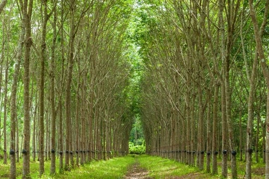 Giá cao su hôm nay 9/11/2025: Kết thúc tuần giảm nhẹ