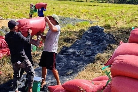 ‏Dòng chảy tín dụng tiếp sức kinh tế hợp tác xã An Giang phát triển‏