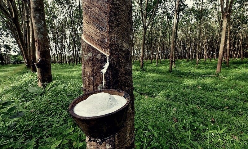 Thanh khoản suy yếu, giá cao su RSS3 đi ngang quanh mốc 2.110 USD/tấn