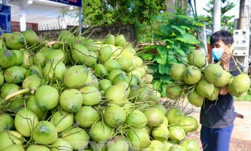 Dừa Vĩnh Long: Khẳng định vị thế 'thủ phủ' và tầm nhìn xuất khẩu tỷ USD