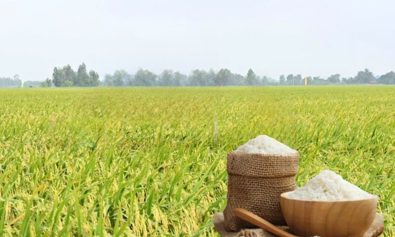 Giá lúa gạo hôm nay ngày 15/4: Thị trường ít biến động