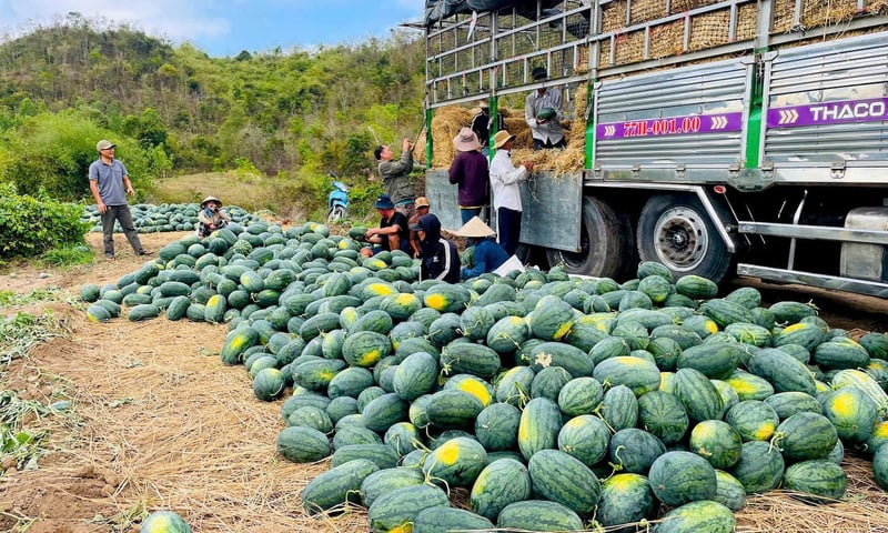 Lâm Đồng kêu gọi 'giải cứu' dưa hấu