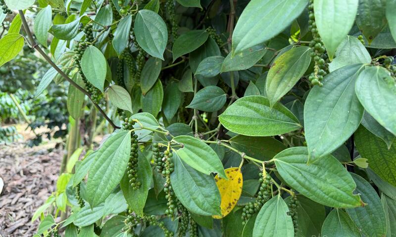 Giá tiêu hôm nay 26/4/2026: Giữ đà ổn định, cao nhất 142.000 đồng/kg