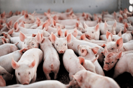 Giá heo hơi hôm nay 18/11/2025: Miền Bắc khởi sắc trở lại, hai miền còn lại tiếp tục "giữ giá"