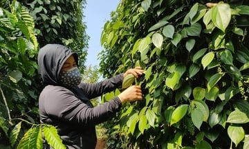 Giá tiêu hôm nay 27/12/2025: Tăng nhẹ 500 đồng/kg