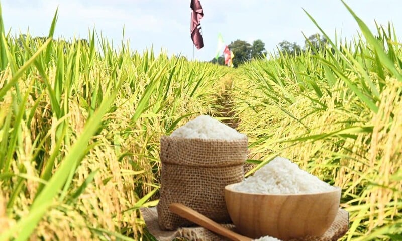 Giá lúa gạo hôm nay ngày 6/5/2026: Gạo xuất khẩu biến động trái chiều