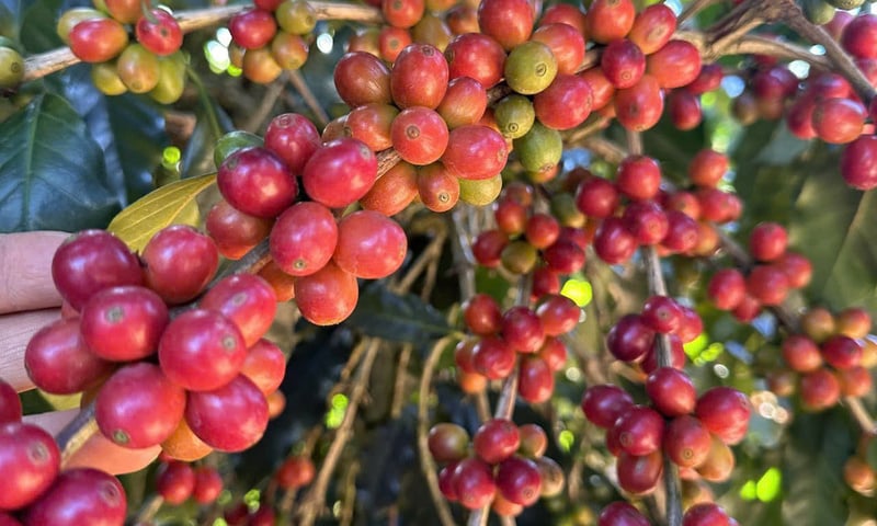 Ảnh bài viết