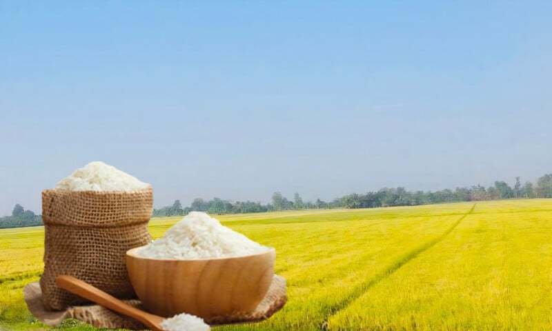 Giá lúa gạo hôm nay ngày 21/4: Gạo nguyên liệu xuất khẩu tăng nhẹ