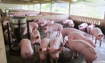 Giá heo hơi hôm nay 4/10/2025: Miền Trung giảm tới 2.000 đồng/kg