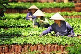 Xuất khẩu bứt tốc, giá hồ tiêu có lập đỉnh mới?