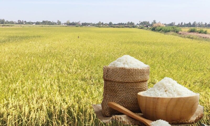 Giá lúa gạo hôm nay ngày 18/10: Gạo xuất khẩu biến động, lúa chững giá