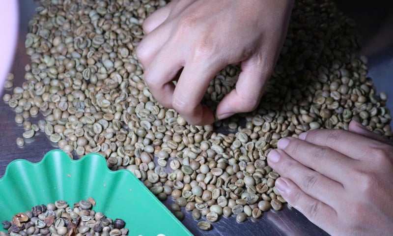 Giá cà phê hôm nay 2/4/2026: Trên đà hồi phục, tăng 1.700 đồng/kg