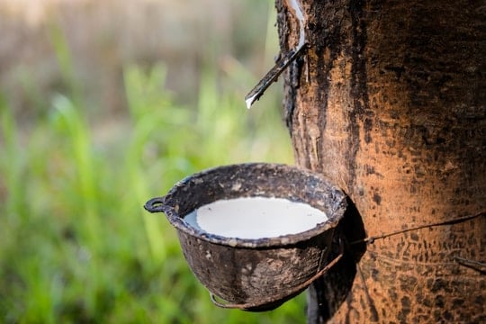 Giá cao su hôm nay 21/11: Tăng mạnh liên tiếp