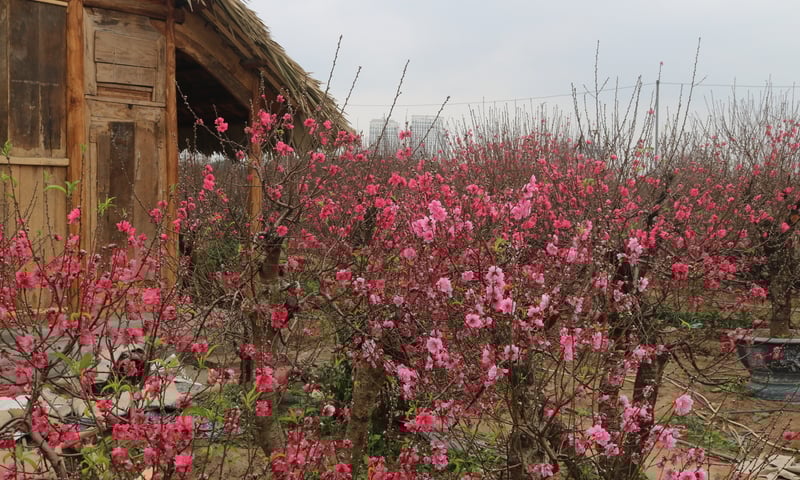 Đào Nhật Tân, quất Tứ Liên 'hối hả' xuống phố dịp Tết