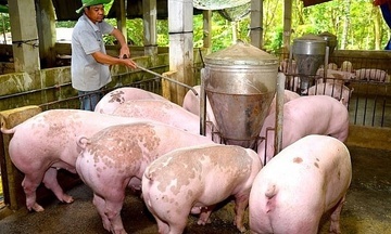 Giá heo hơi hôm nay 21/3/2026: Tăng rải rác nhiều nơi