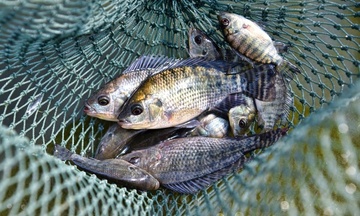 Navico (ANV) muốn 'so kè' với các nguồn cung cá rô phi vào đất Mỹ