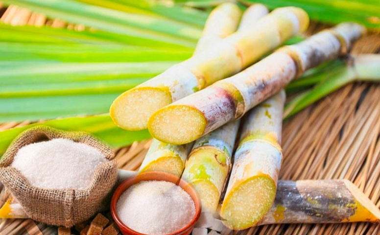 Ngành mía đường đối diện thách thức “sống còn”