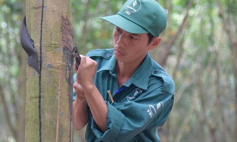 Tận dụng FTA, thích ứng EUDR nâng cao vị thế trong chuỗi cung ứng
