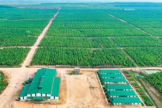 Thua lỗ 5 năm liên tiếp, HAGL Agrico (HNG) bị đặt dấu hỏi về khả năng duy trì hoạt động