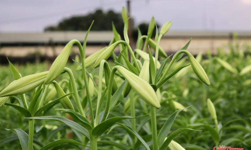 Thị trường hoa loa kèn Hà Nội bắt đầu sôi động