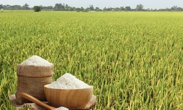 Giá lúa gạo hôm nay ngày 12/2/2026: Gạo thơm xuất khẩu 415-430 USD/tấn