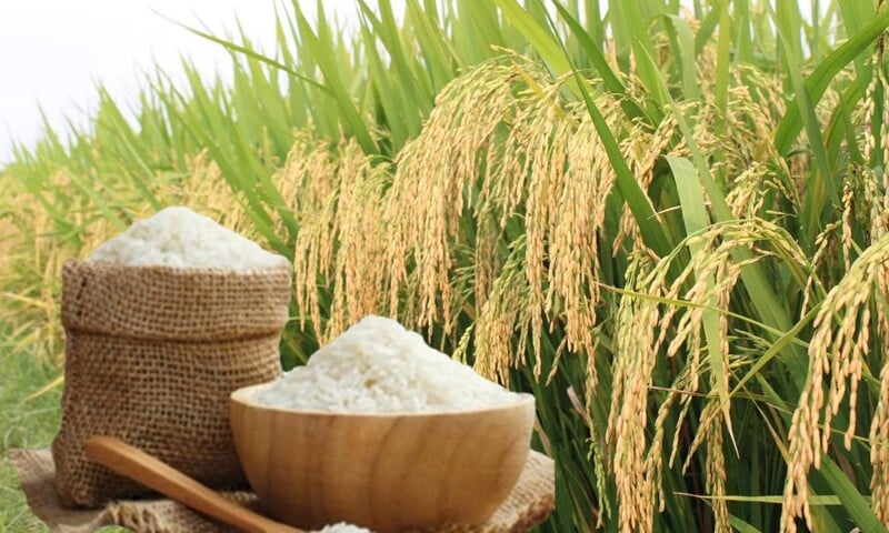 Giá lúa gạo hôm nay ngày 19/4, tuần qua: Gạo xuất khẩu tăng mạnh