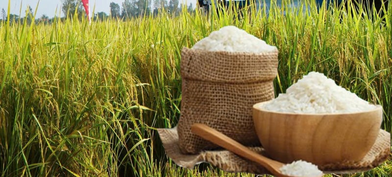 Giá lúa gạo hôm nay ngày 4/4: Gạo xuất khẩu tăng mạnh