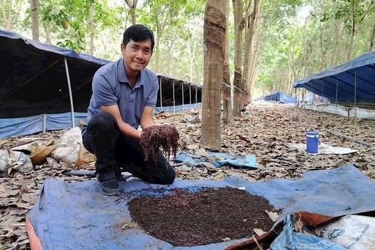Bỏ việc lương cao ở TP.HCM, chàng trai Ninh Thuận về quê khởi nghiệp với giun quế, thu nhập hàng chục triệu mỗi tháng